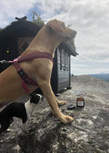 Vikingsalven på hyttetur på fjellet :)